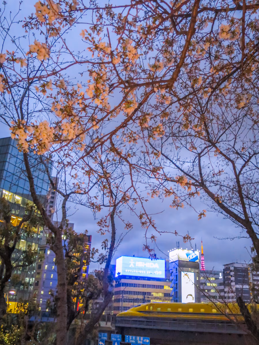 投稿写真：咲き始めの桜とドクターイエロー④
