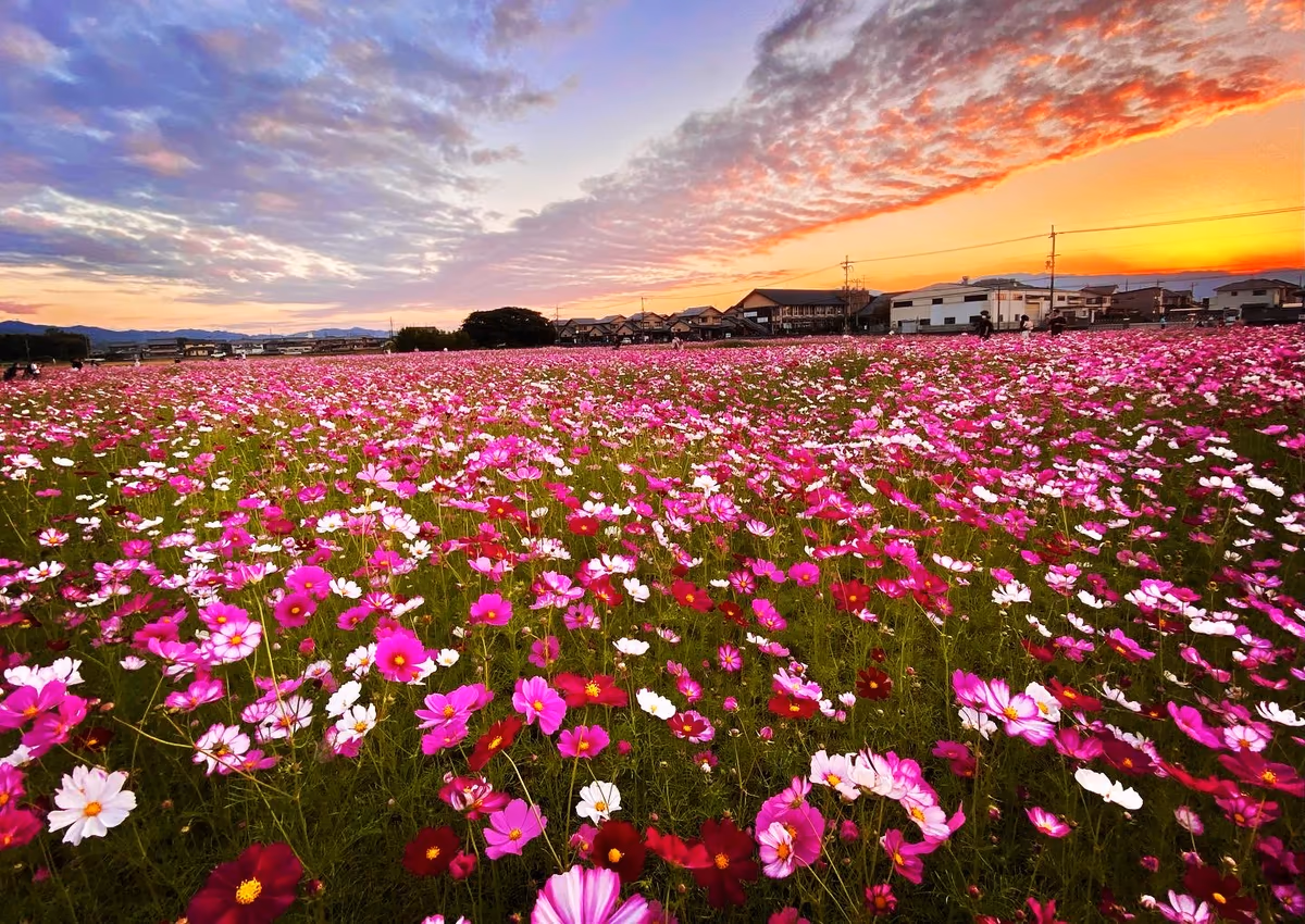投稿写真：名残惜しそうに夕日を眺める秋桜