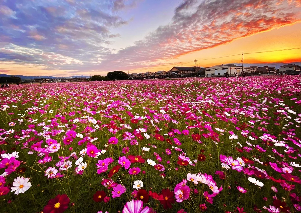 K Satine Jpさんの投稿写真