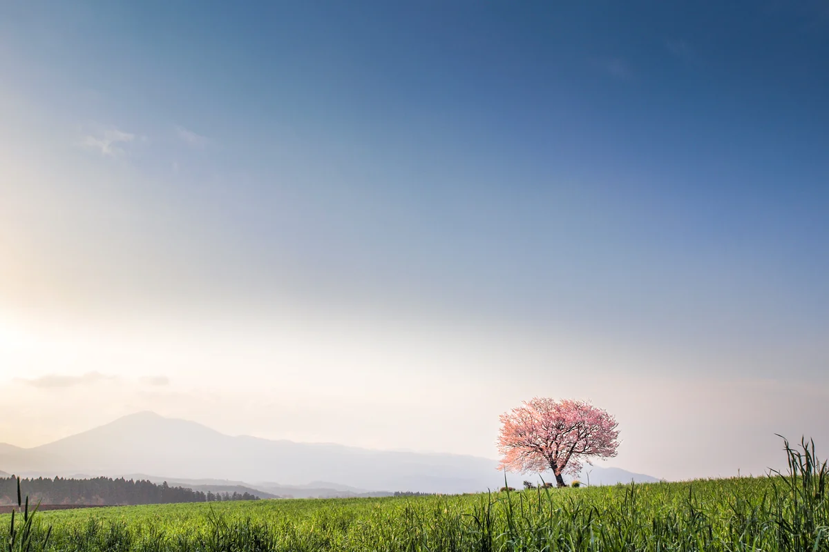 投稿写真：前原の一本桜