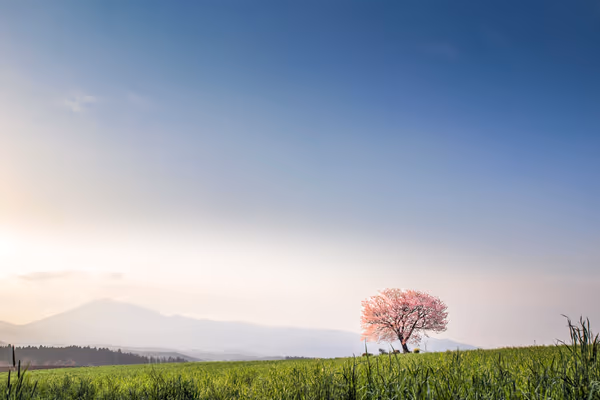 投稿：前原の一本桜