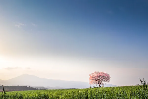 投稿：前原の一本桜