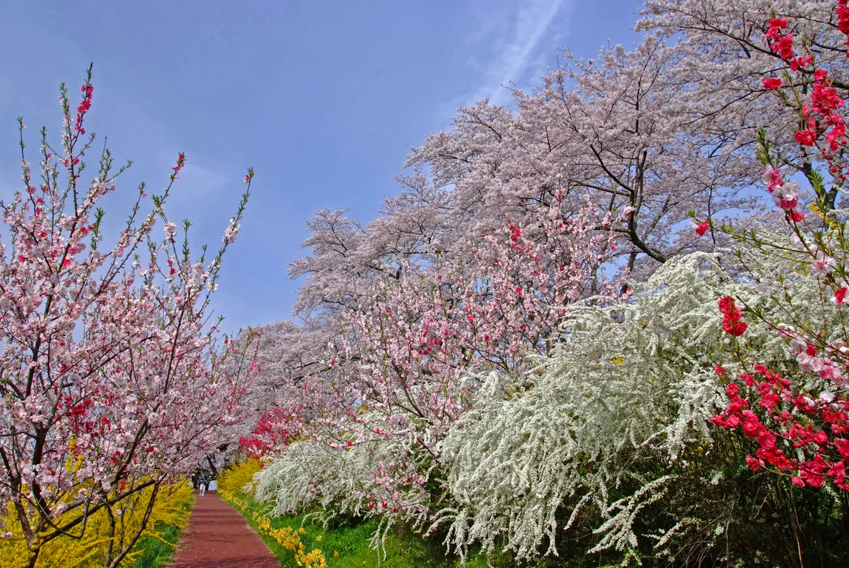 投稿写真：みちのくの花園へ