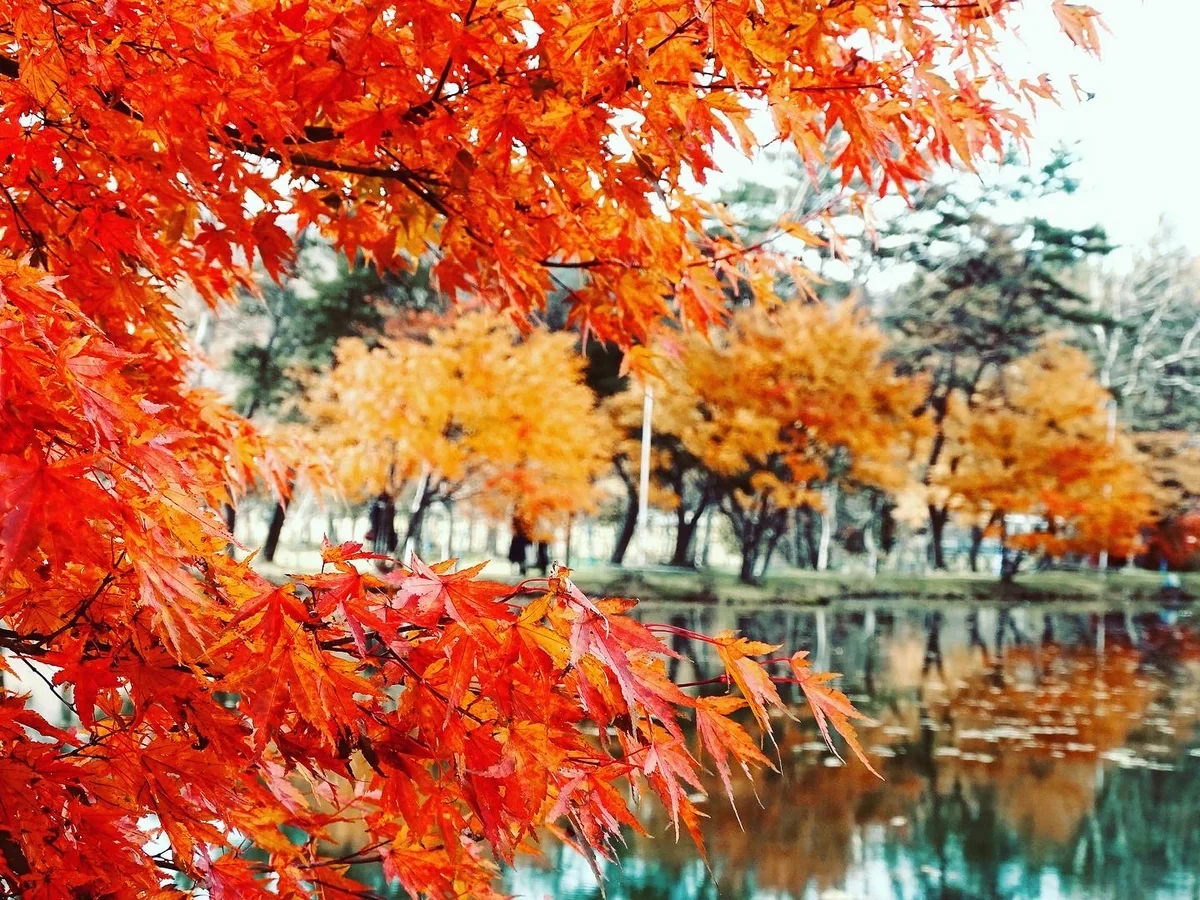 投稿写真：白樺湖の秋