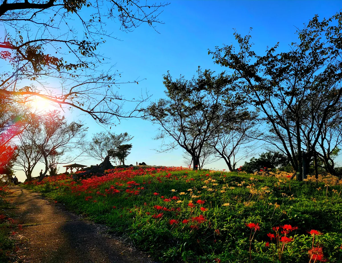 投稿写真：赤と白