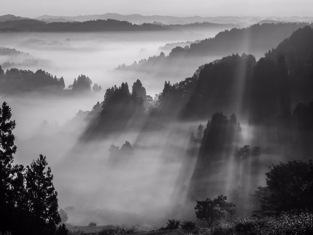 投稿写真：雲海の棚田に差し込む斜光
