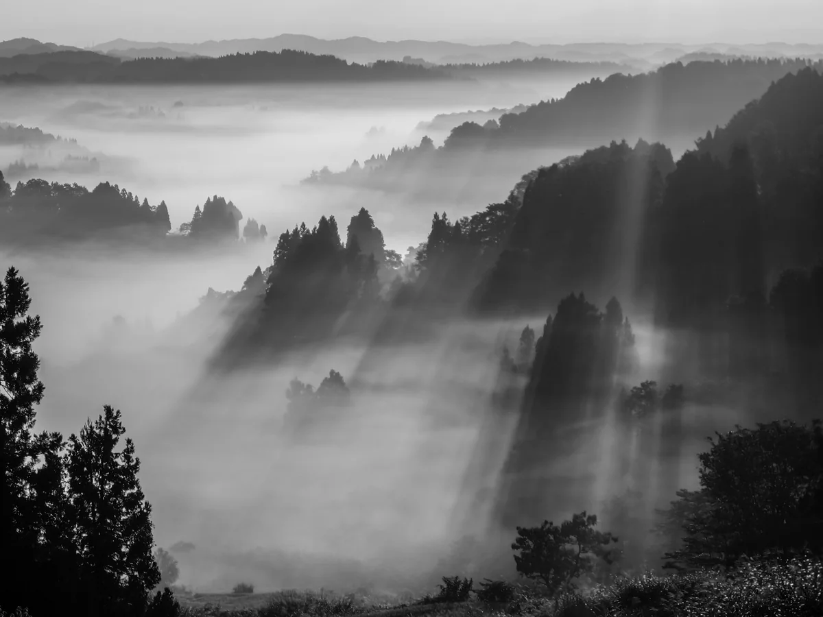 投稿写真：雲海の棚田に差し込む斜光