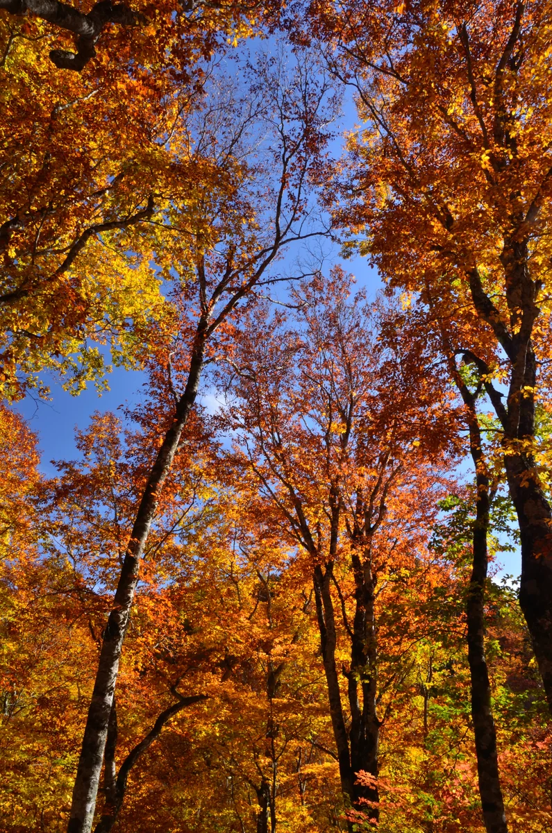 投稿写真：秋の森