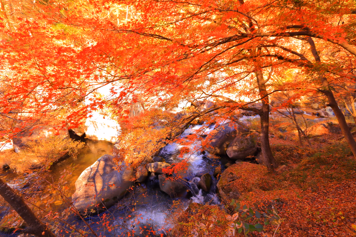 投稿写真：昇仙峡の渓流と紅葉