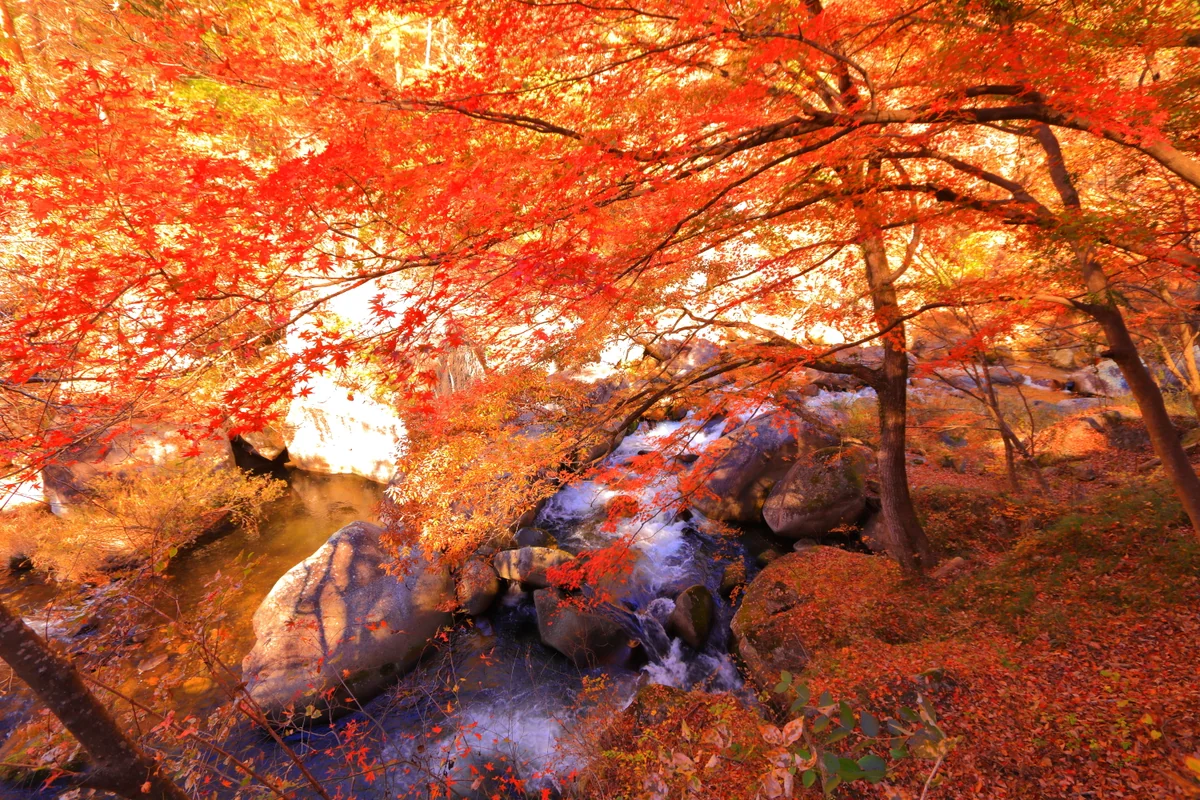 投稿写真：昇仙峡の渓流と紅葉