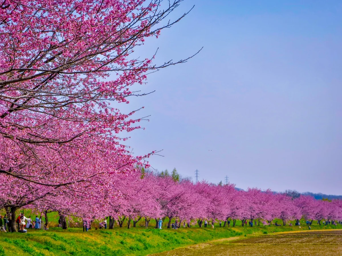 投稿写真：満開の安行寒桜並木