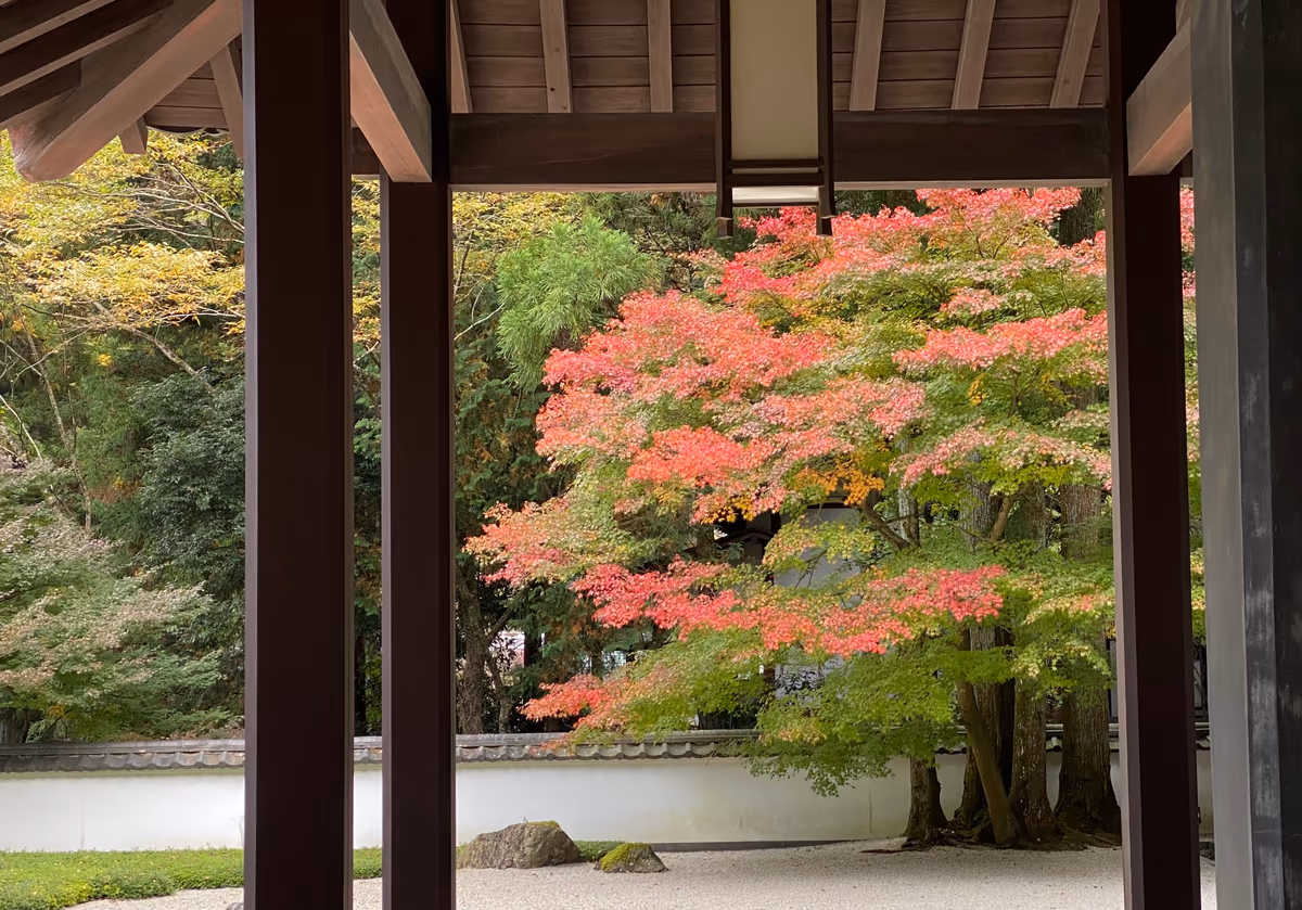 投稿写真：紅葉グラデーション2
