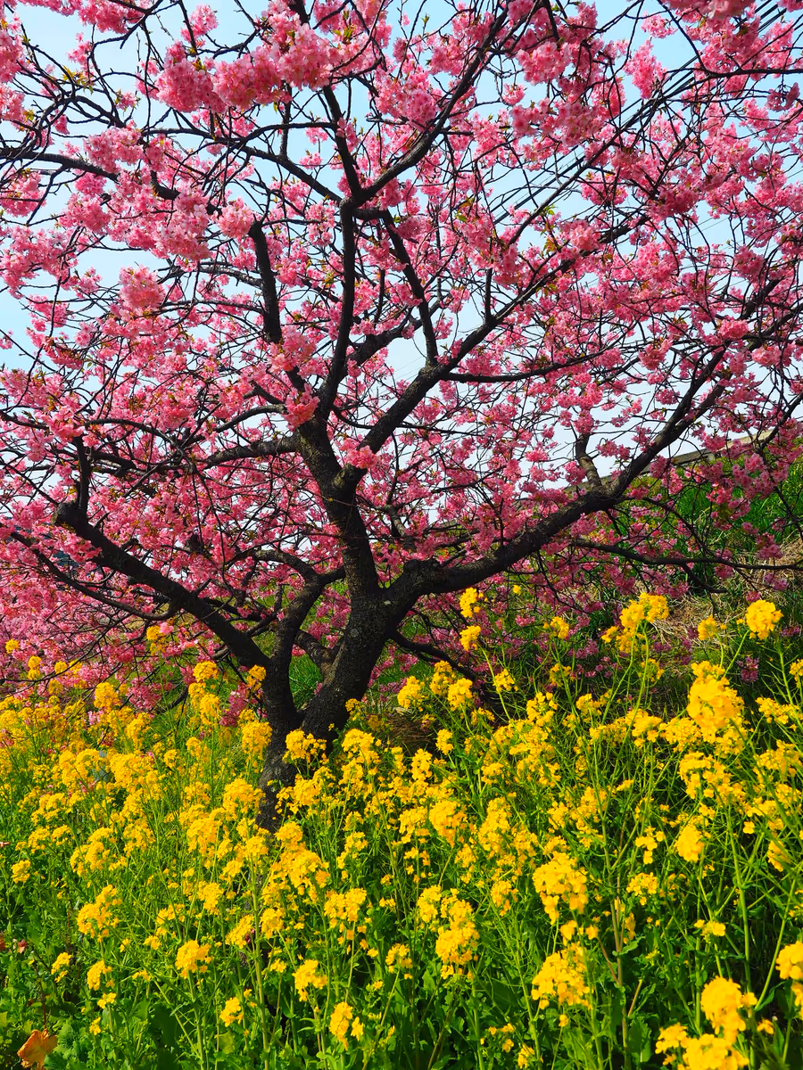 投稿写真：菜の花と河津桜