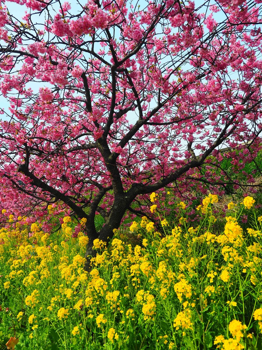投稿写真：菜の花と河津桜