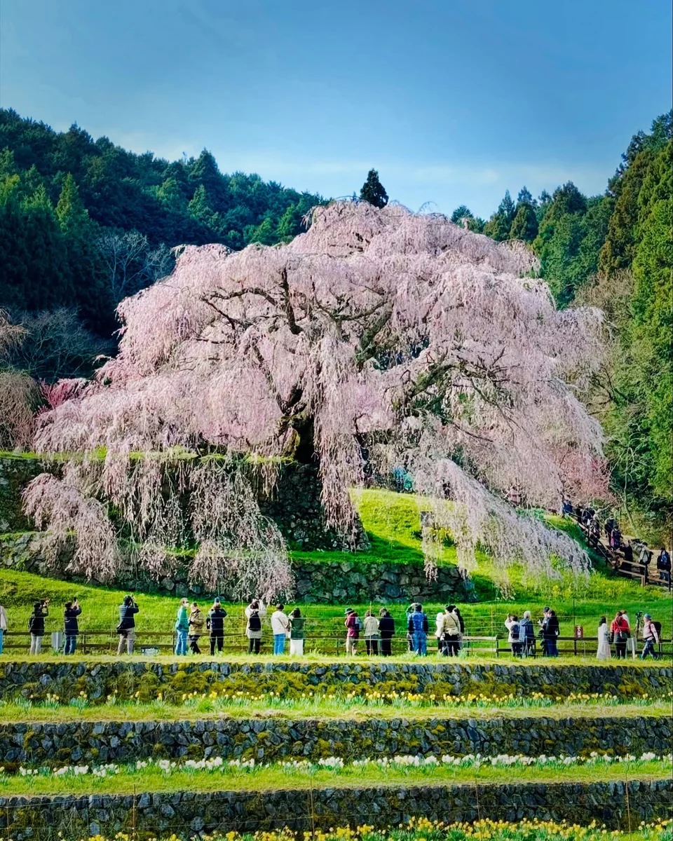 投稿写真：鬼武者の名を冠した銘木🌸又兵衛桜