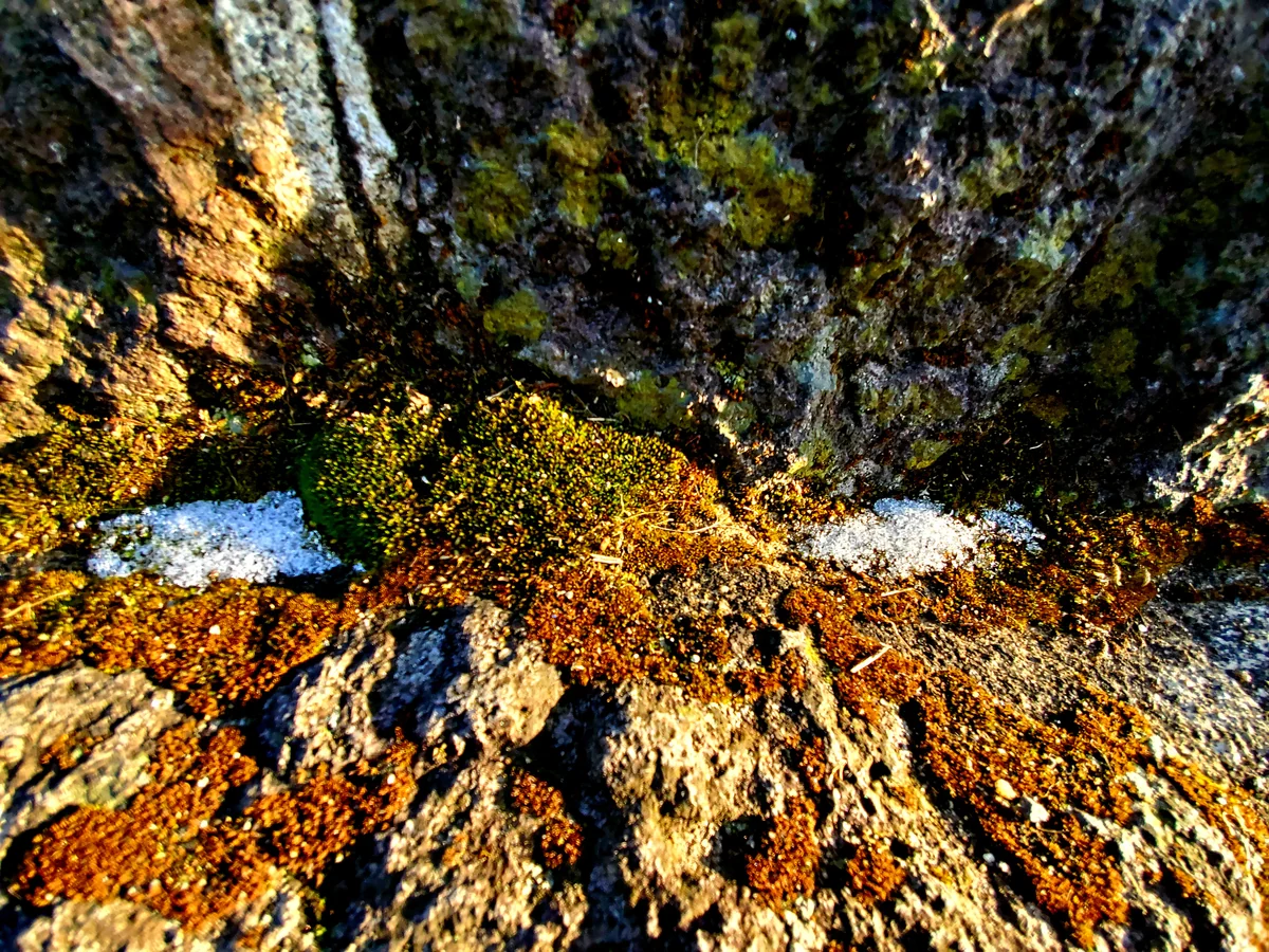 投稿写真：展望台の残雪