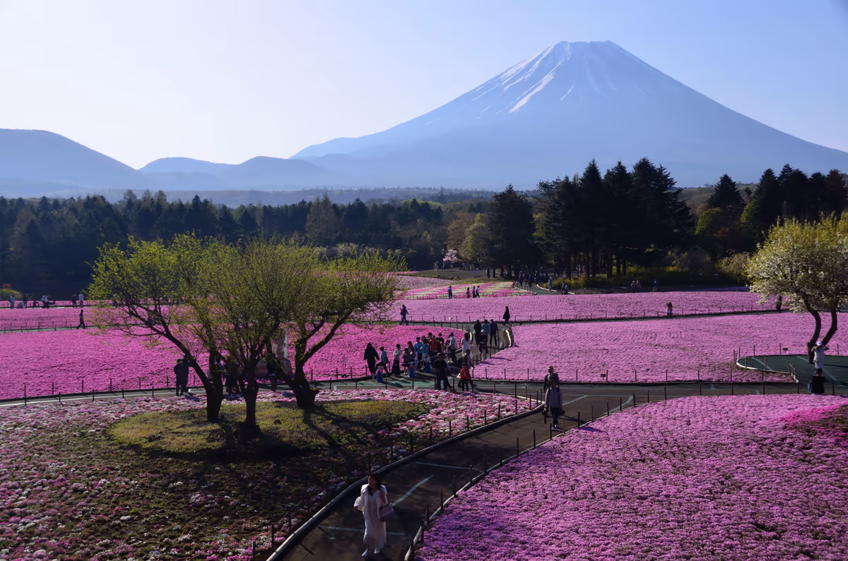 投稿写真：富士山　芝桜俯瞰
