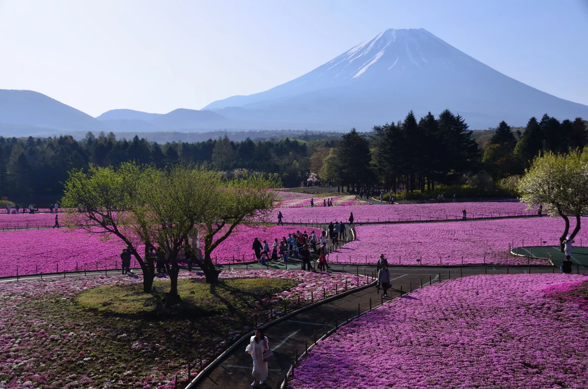 投稿写真：富士山　芝桜俯瞰