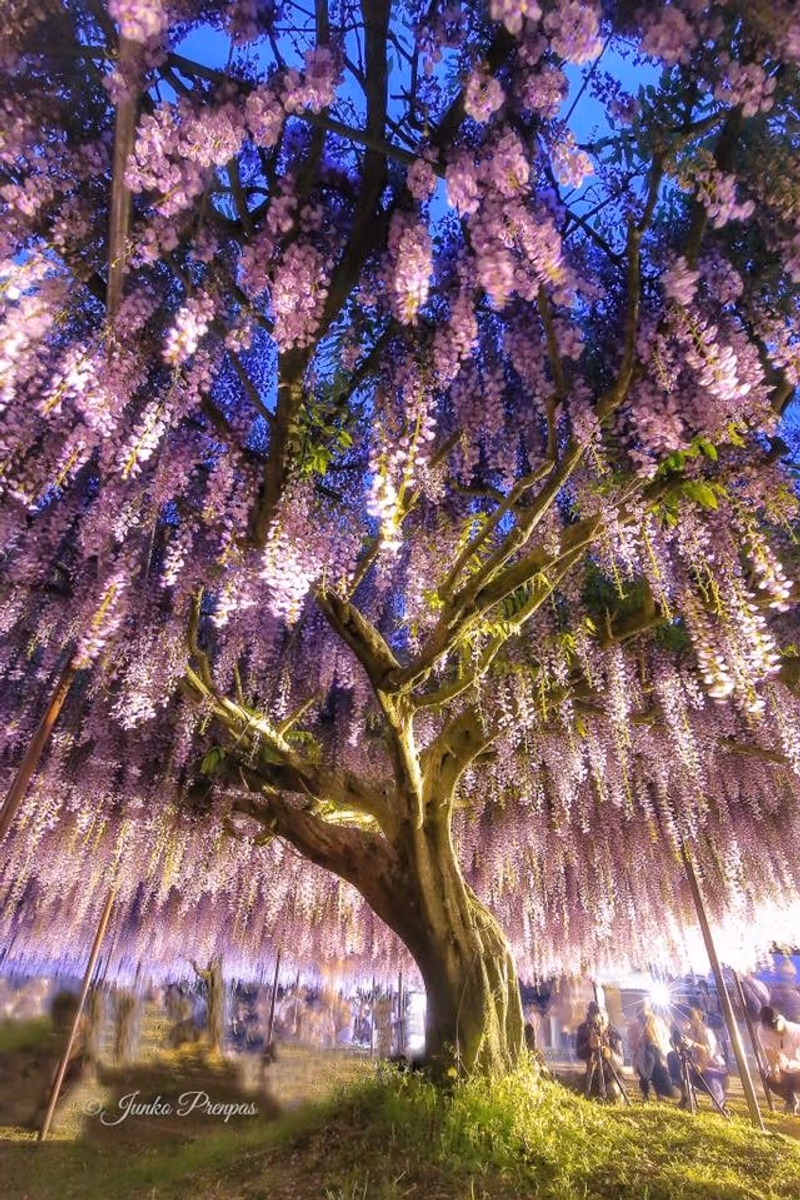 投稿写真：白毫寺の藤