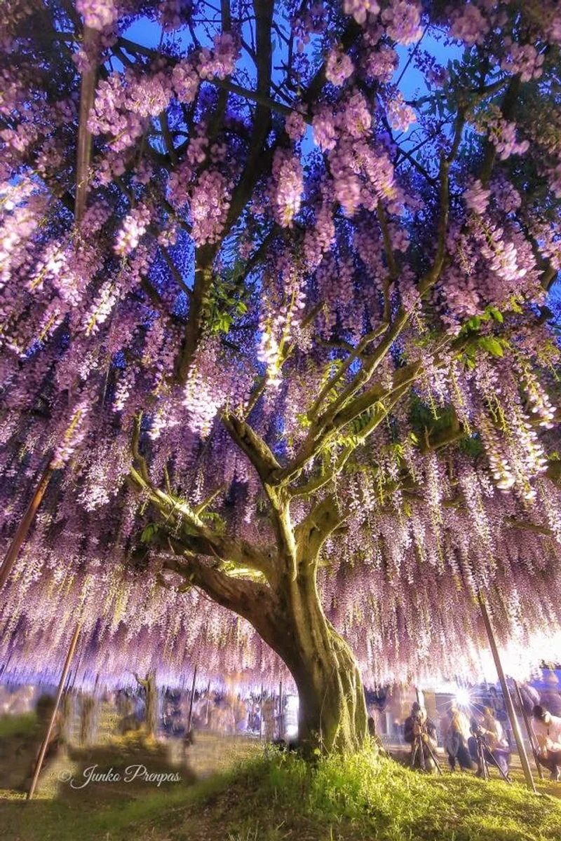 投稿写真：白毫寺の藤