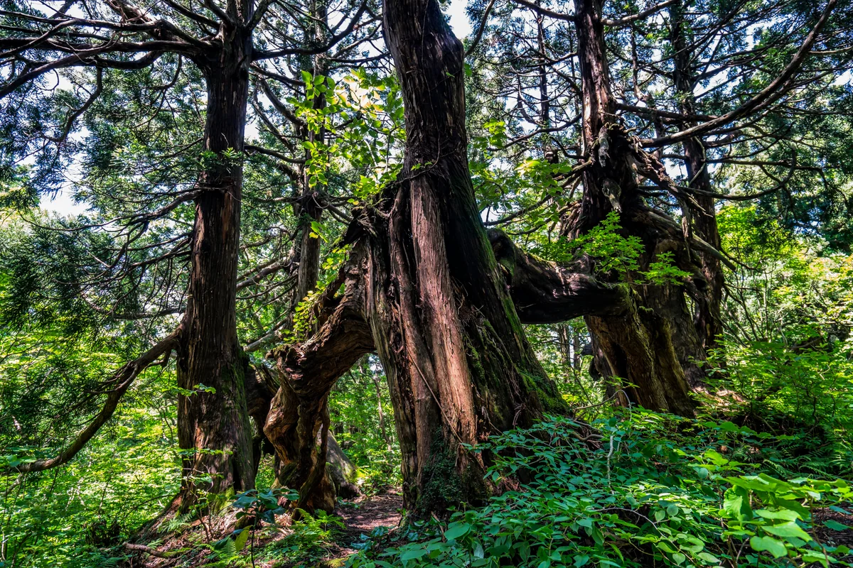 投稿写真：いにしえの森に棲む杉