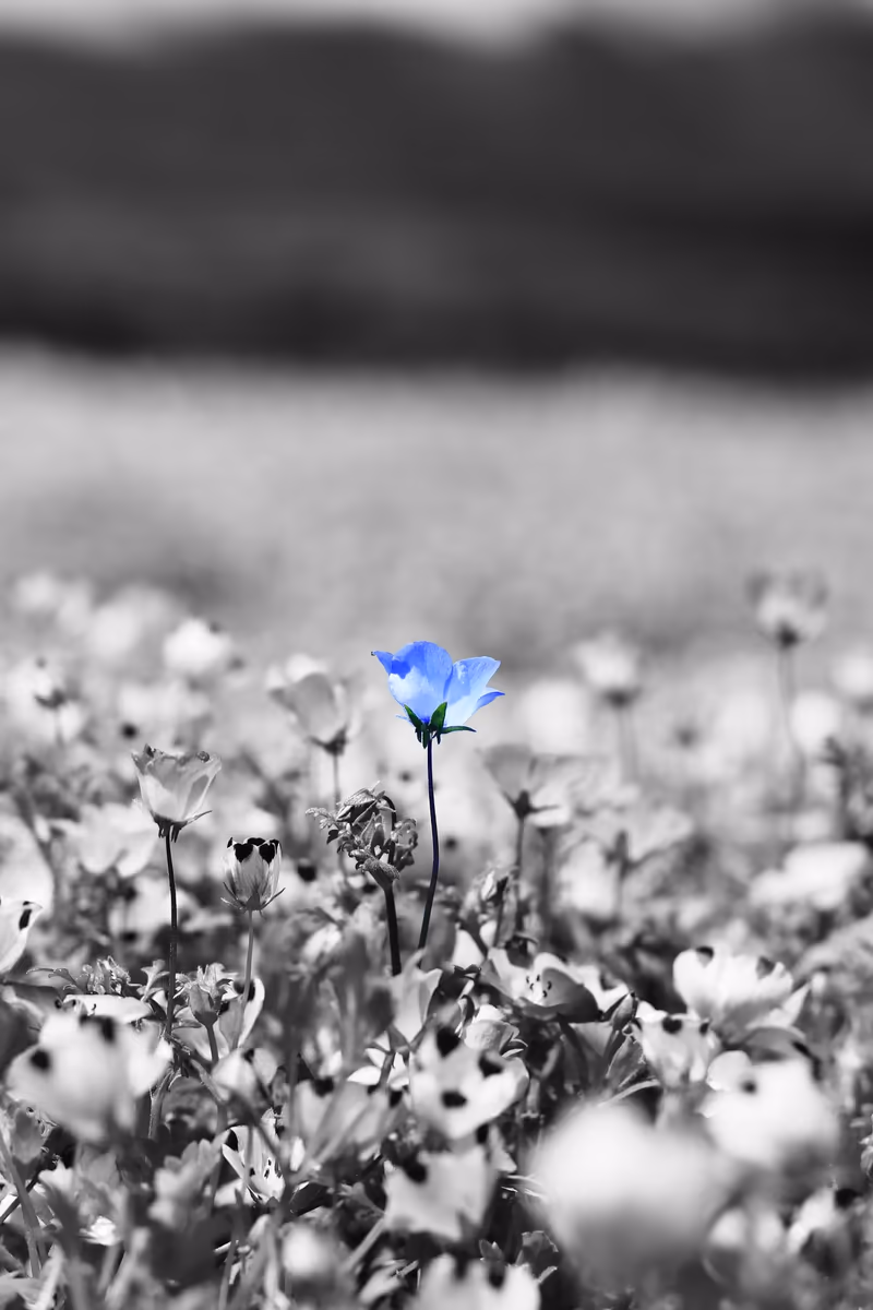 投稿写真：ネモフィラ
