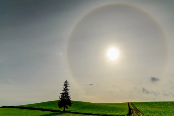 投稿：クリスマスツリーの木に未知との遭遇。