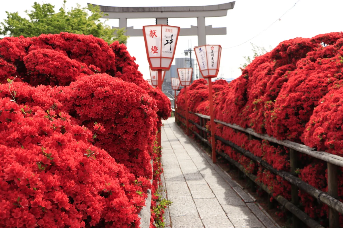 投稿写真：長岡天満宮キリシマツツジ