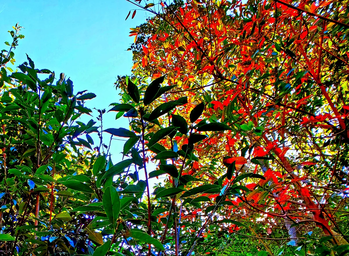 投稿写真：紅葉のはじまり