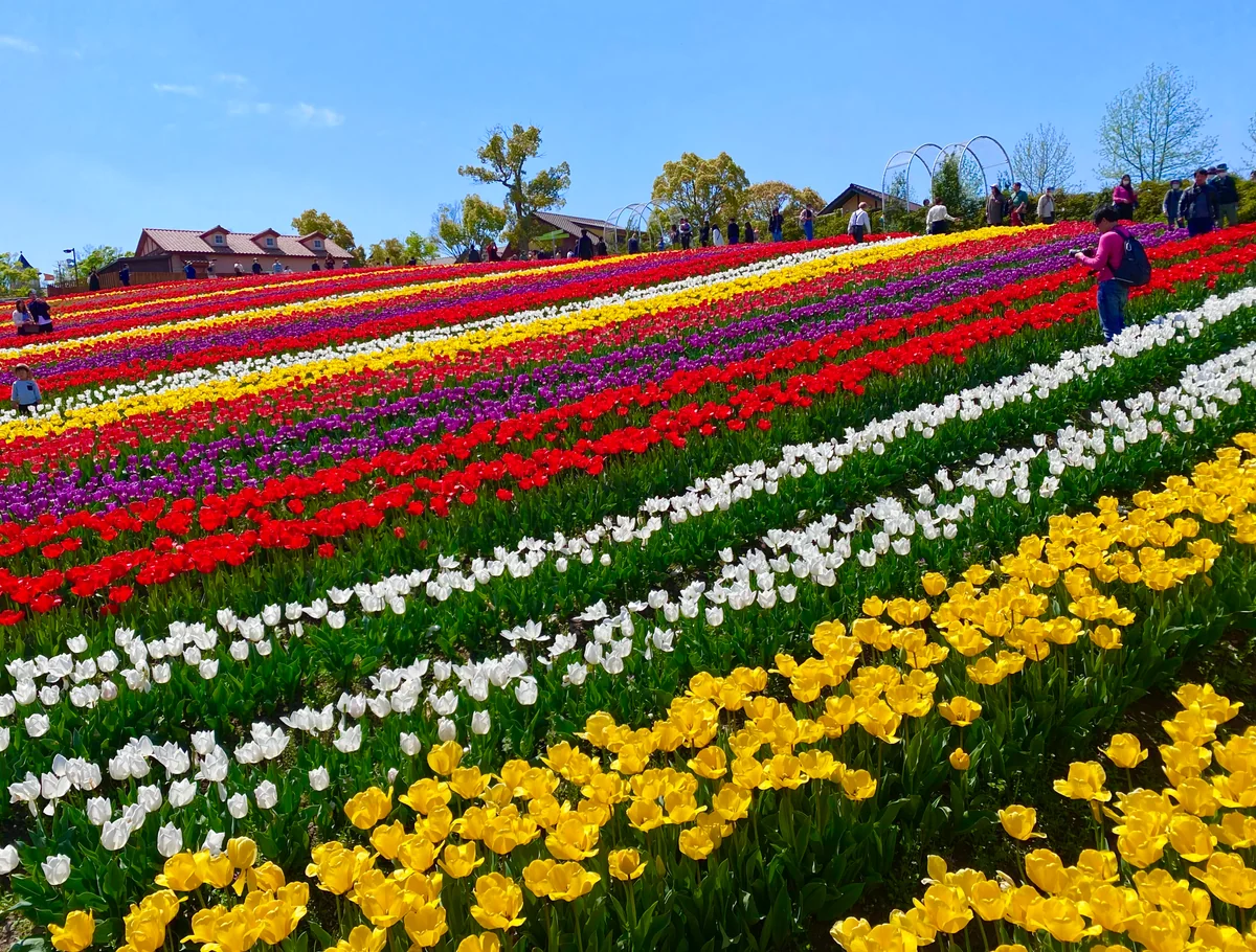 投稿写真：9万本のチューリップが咲き誇る丘