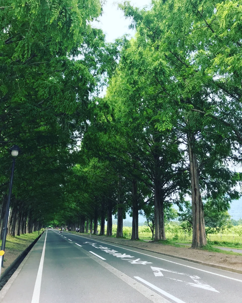 投稿写真：メタセコイア並木道