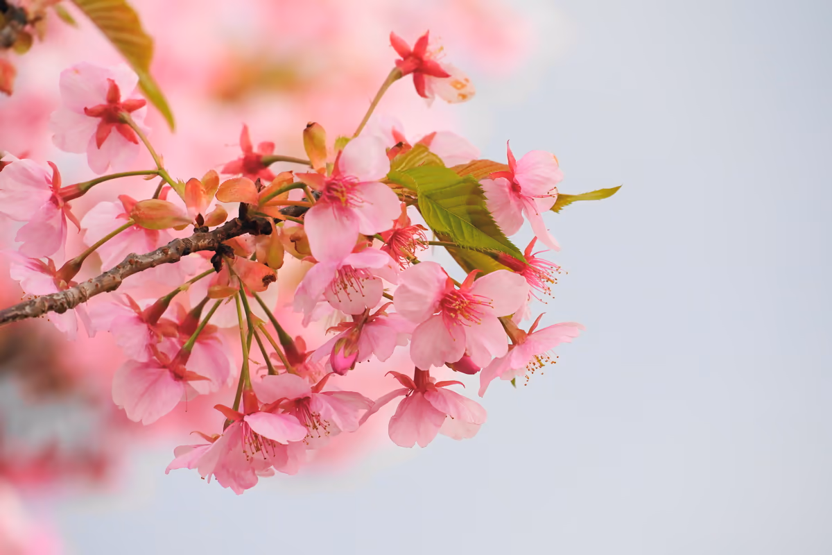 投稿写真：河津桜