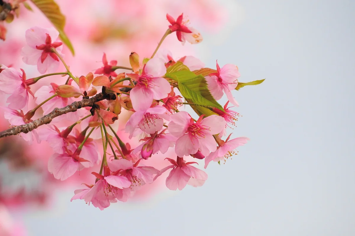 投稿写真：河津桜