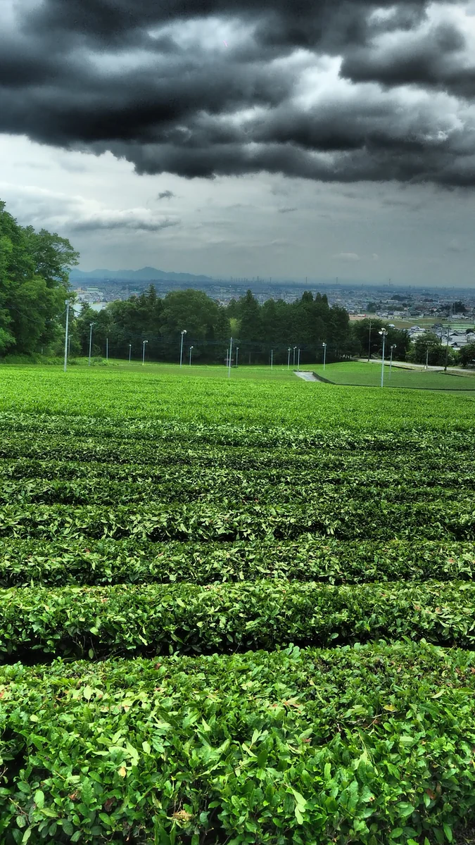 投稿写真：美濃の茶畑