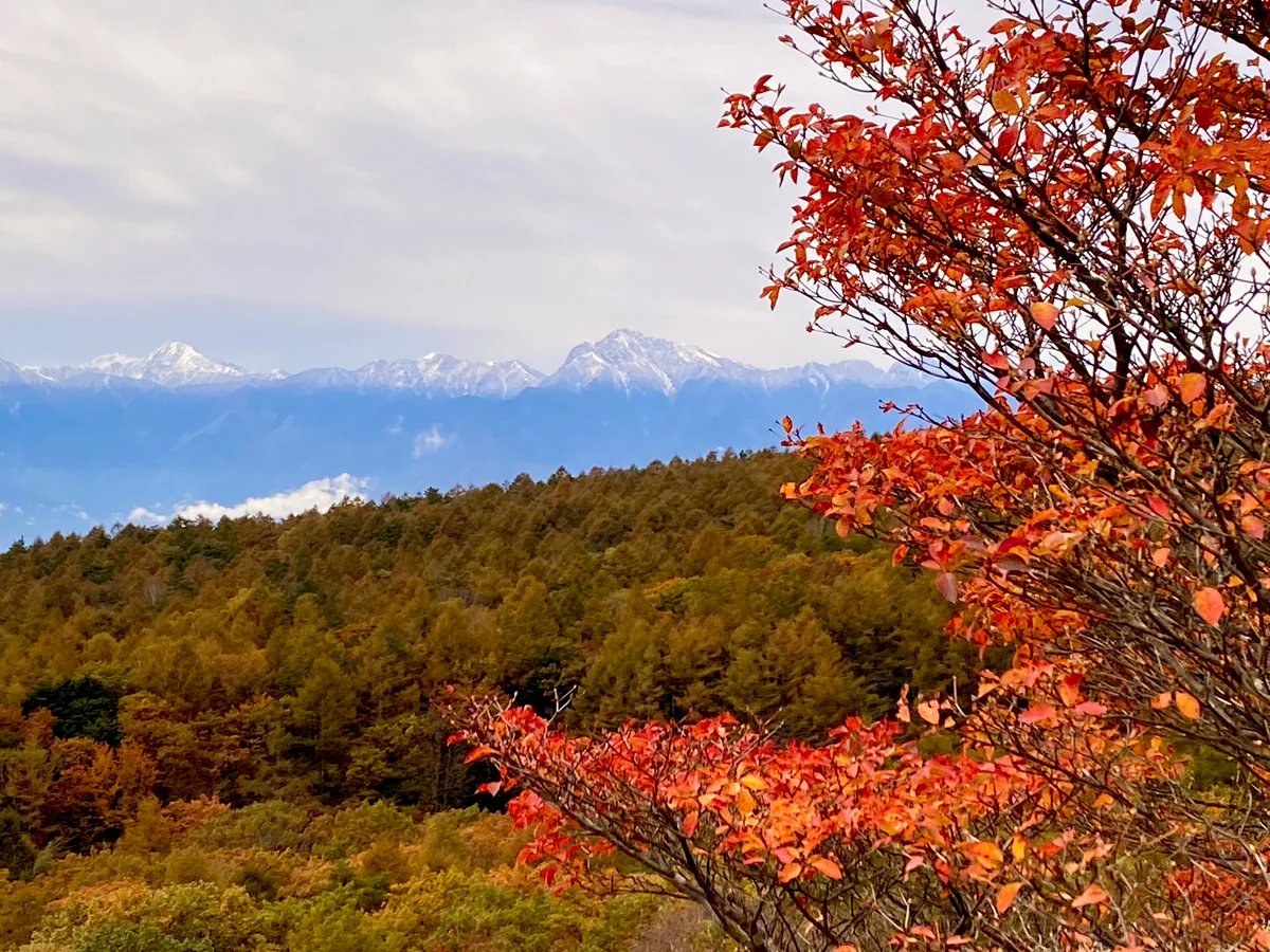 投稿写真：美し森
