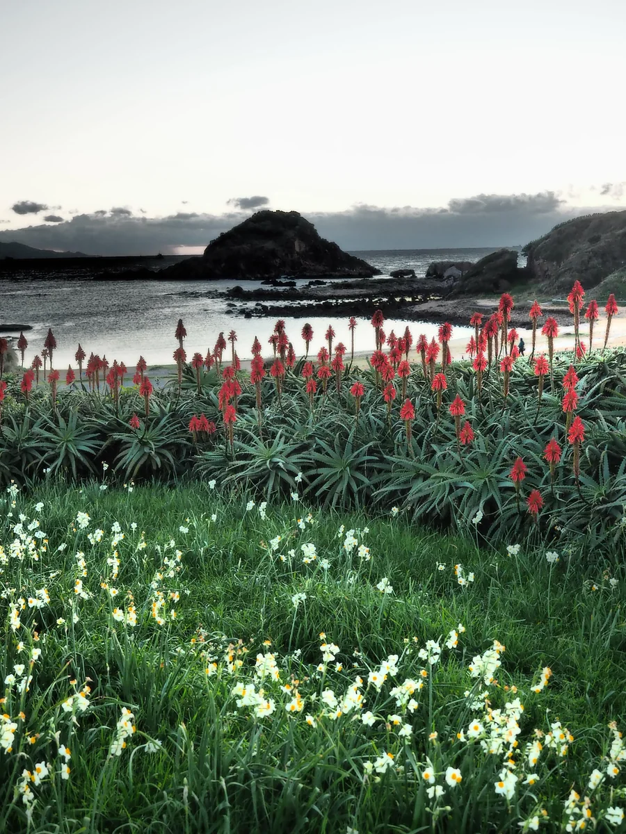 投稿写真：冬の爪木崎