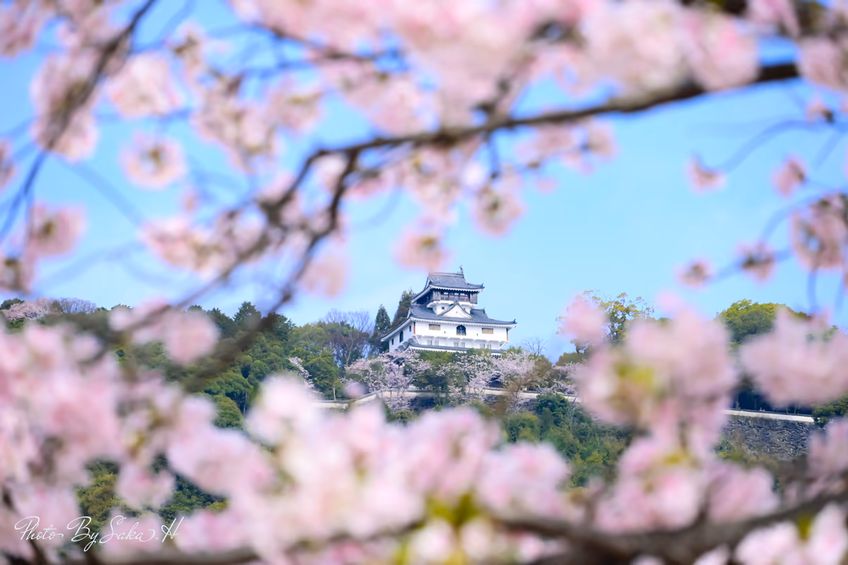 投稿写真：岩国城
