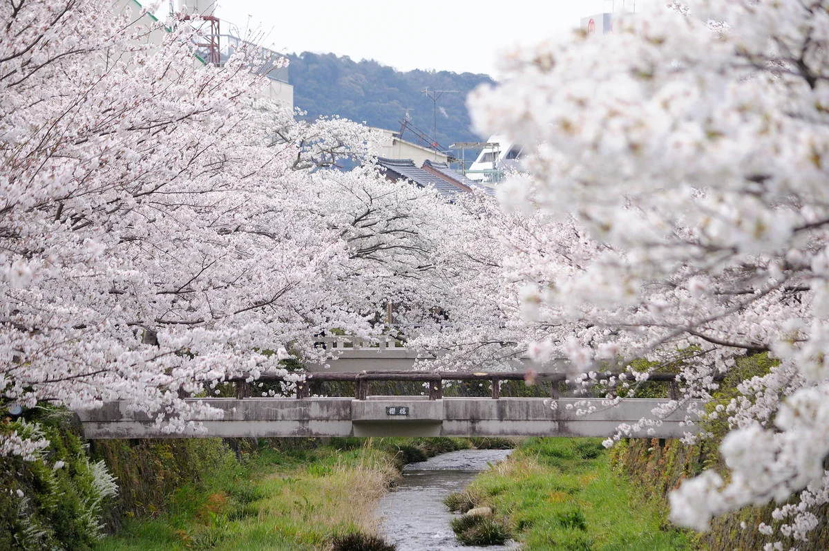 投稿写真：一の坂川の桜並木