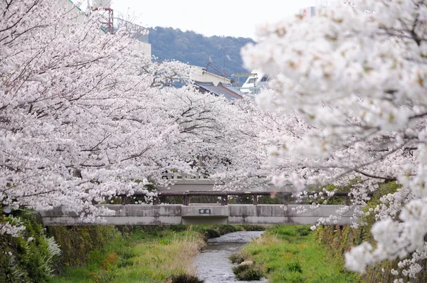 投稿：一の坂川の桜並木