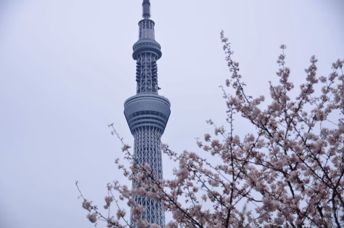投稿写真：スカイツリーと桜