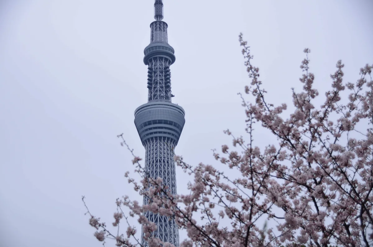 投稿写真：スカイツリーと桜