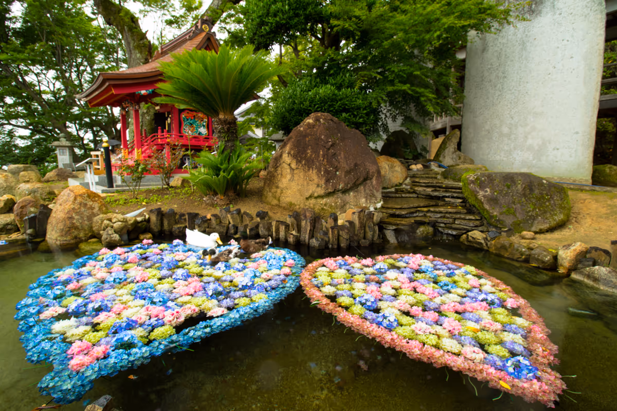 投稿写真：紫陽花