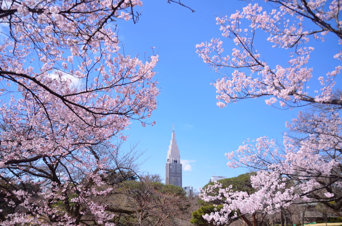 投稿写真：新宿御苑　桜