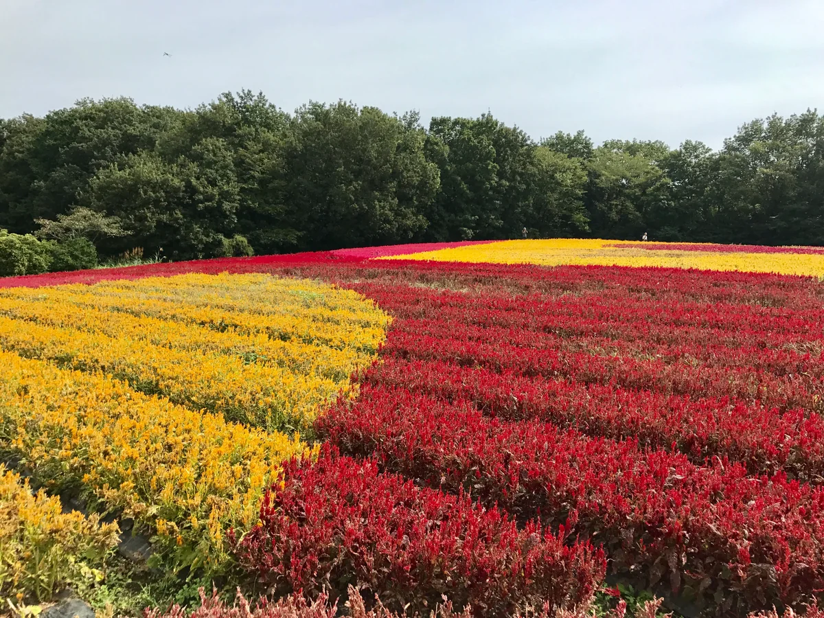投稿写真：丘一面に花の絨毯を敷き詰めて🎵