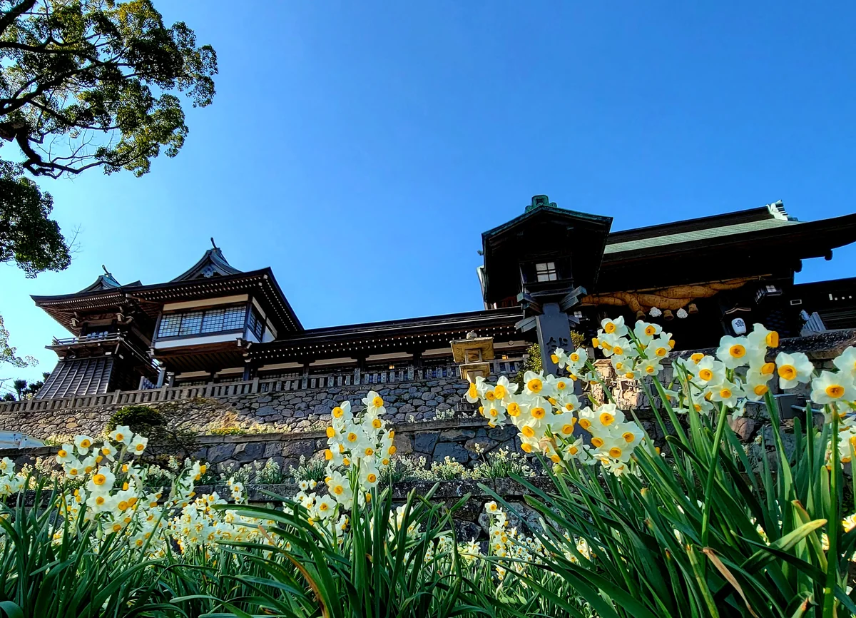 投稿写真：水仙の香りに包まれて。