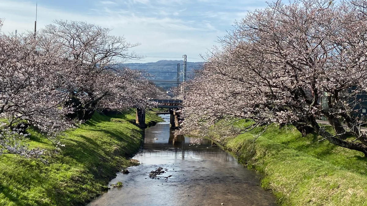 投稿写真：玉湯川の桜