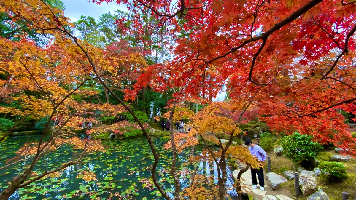投稿写真：秋色京都 南禅寺塔頭 天授庵 書院南庭