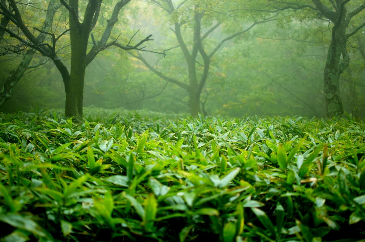 投稿写真：那須高原の森