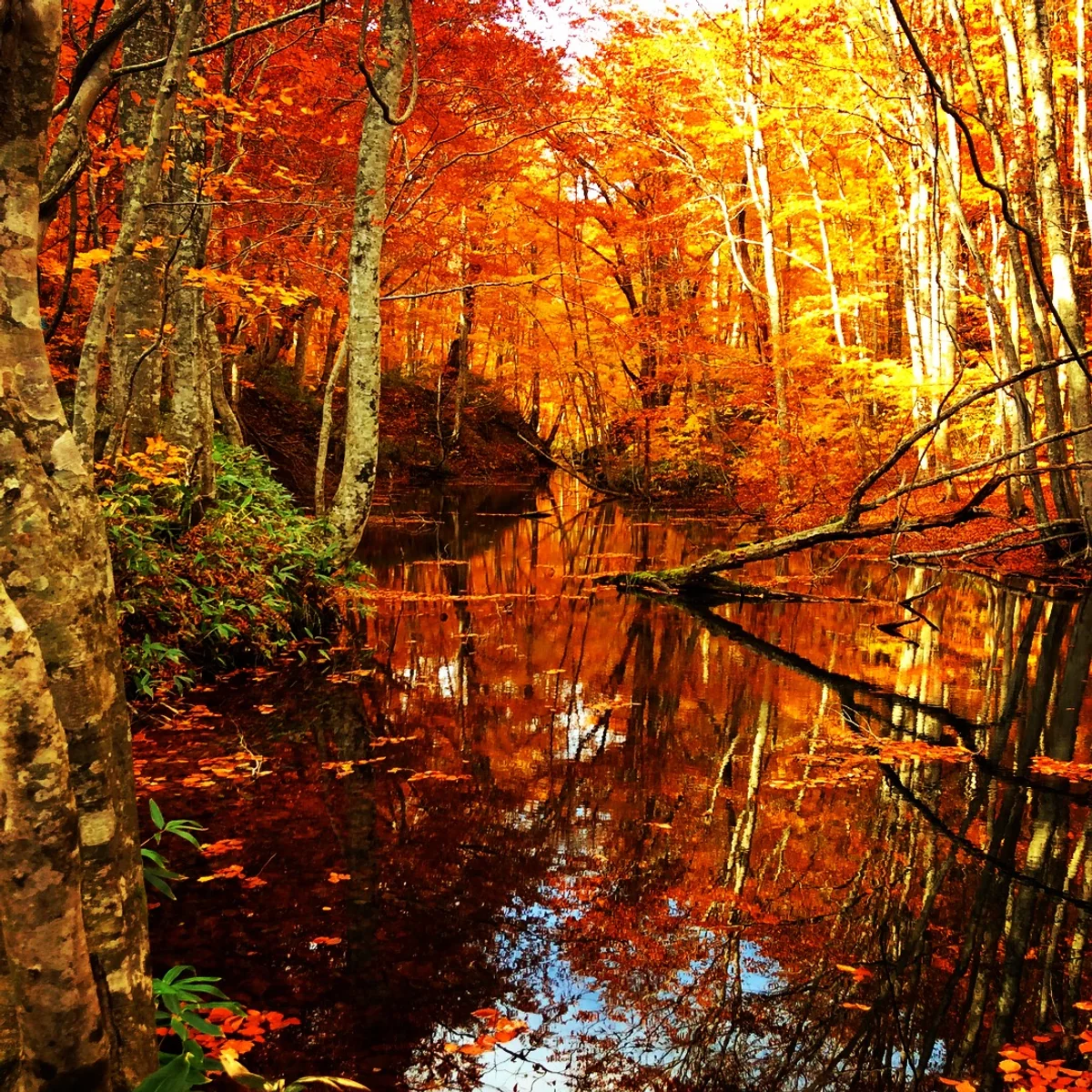 投稿写真：蔦沼