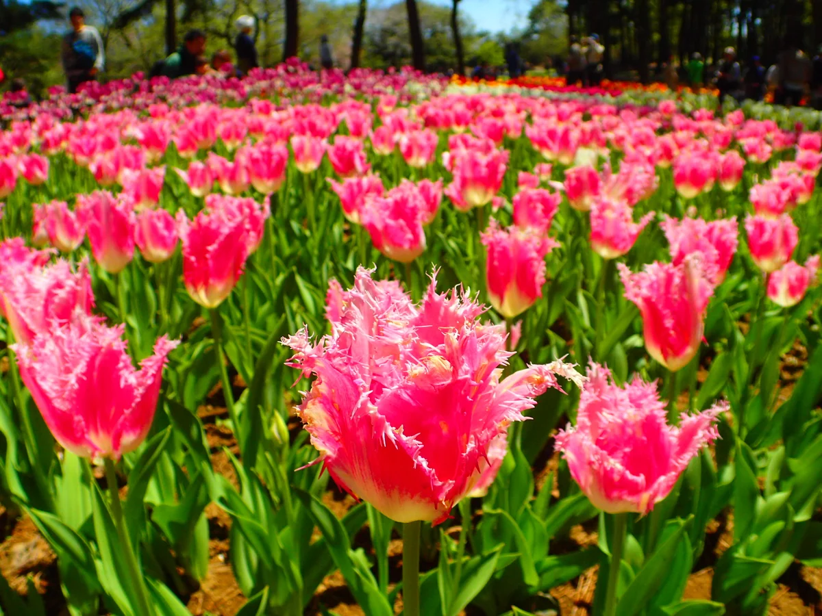 投稿写真：チューリップ